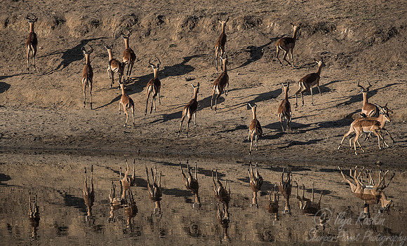 208 Impalas (Aepyceros melampus) - KNP South Africa