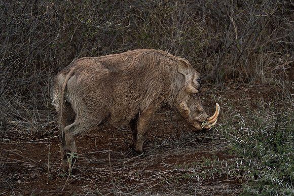 224 Common Warthog (Phacochoerus africanus) - KNP South Africa
