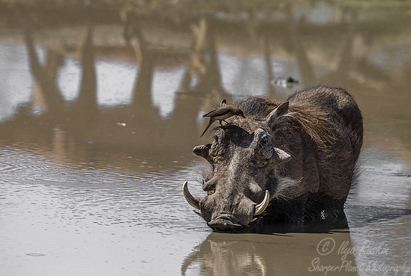 225 Common Warthog (Phacochoerus africanus) - KNP South Africa