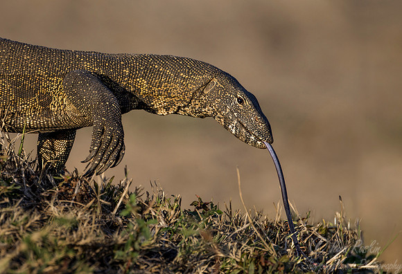 082 Water Monitor (Varanus salvator) - KNP South Afirca