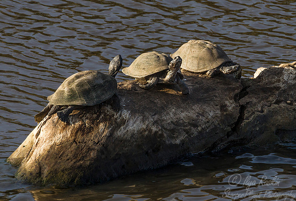 083 Serrated Hinged Terrapin (Pelusios sinuatus) - KNP South Africa