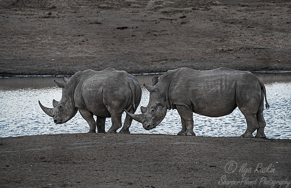 075 White Rhinoceroses (Ceratotherium simum) - KNP South Africa