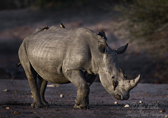 073 White Rhinoceros (Ceratotherium simum) - KNP South Africa