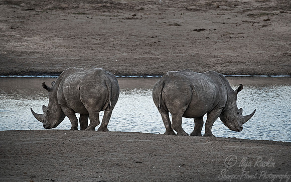 074 White Rhinoceroses (Ceratotherium simum) - KNP South Africa