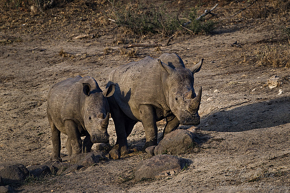 078 White Rhinoceroses (Ceratotherium simum) - KNP South Africa