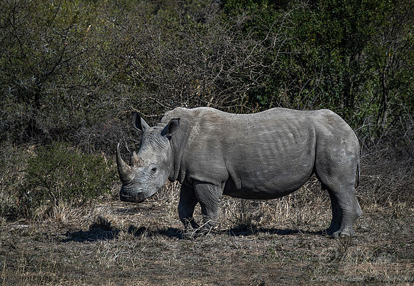 081 White Rhinoceros (Ceratotherium simum) - KNP South Africa