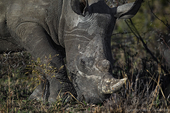 083 White Rhinoceros (Ceratotherium simum) - KNP South Africa