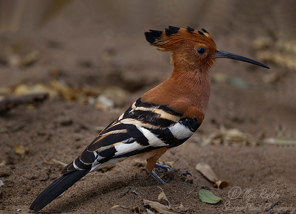 074 Hoopoe (Upupa epops) - KNP South Africa