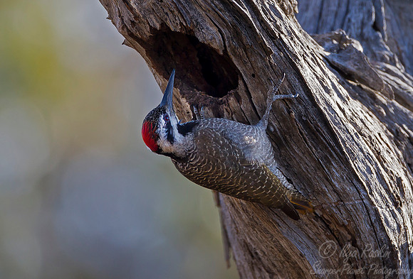 077 Bearded Woodpecker (Chloropicus namaquus) - KNP South Africa