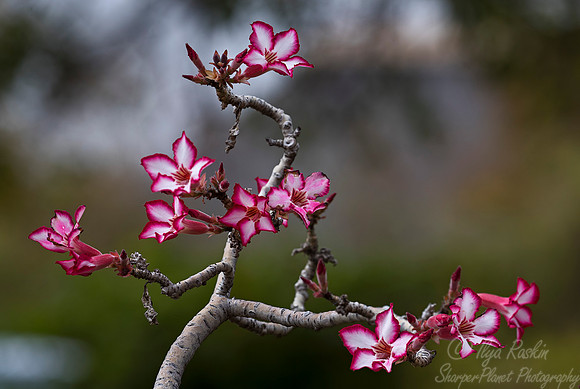 105 Impala Lily (Adenium multiflorum) - KNP South Africa