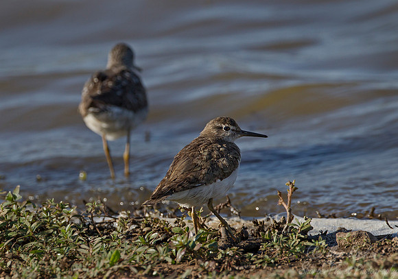 196 Common Sandpiper (Actitis hypoleucos) - KNP South Africa