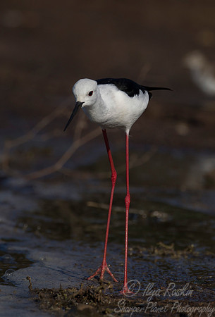 197  Black-winged Stilt (Himantopus himantopus) - KNP SOuth Africa