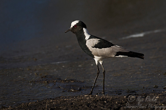 198 Blacksmith Lapwing (Vanellus armatus) - KNP South Africa