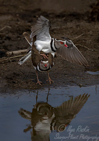 199 Three-Banded Plover (Charadrius tricollaris) - KNP South Africa