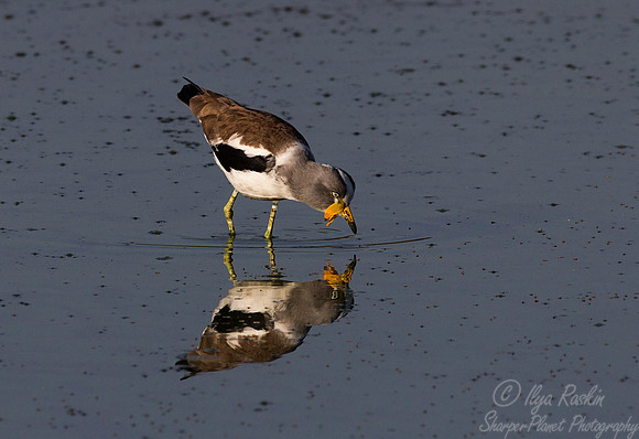 200 White-crowned Lapwing (Vanellus albiceps) - KNP SOuth Africa
