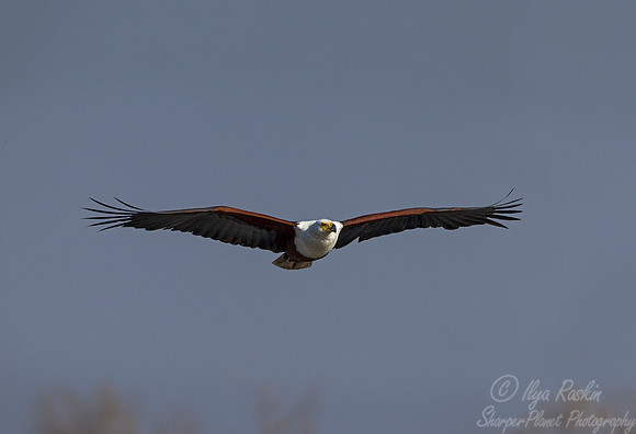 218 Fish Eagle (Haliaeetus vocifer) - KNP South Africa
