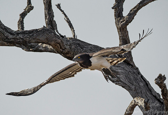 221 Black-chested Snake Eagle (Circaetus pectoralis) - KNP South Africa