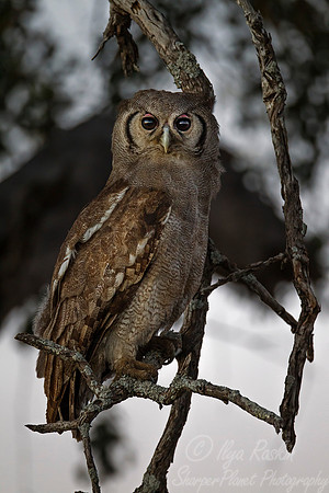 223 Verreaux's Eagle Owl (Bubo lacteus) - KNP South Africa