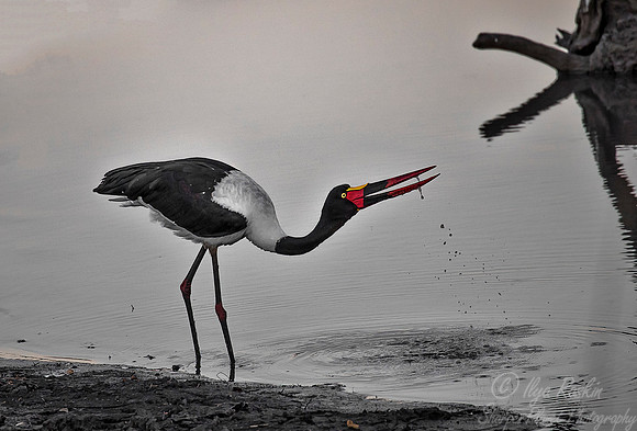 224 Saddle-billed Stork (Ephippiorhynchus senegalensis) - KNP South Africa