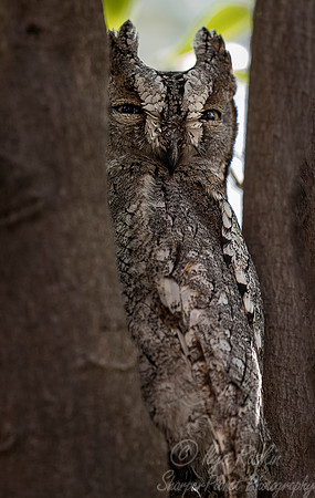 224 Southern White-faced Owl (Ptilopsis granti) - KNP South Africa