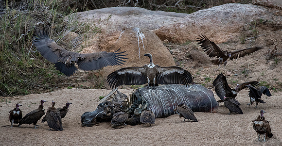 225 Vultures with Carrion - KNP South Africa