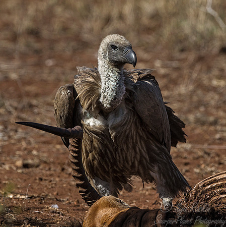 229 White-backed Vulture (Gyps africanus) - KNP South Africa