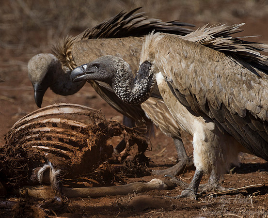 230 White-backed Vultures (Gyps africanus) - KNP South Africa