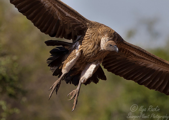 231 White-backed Vulture (Gyps africanus) - KNP South Africa