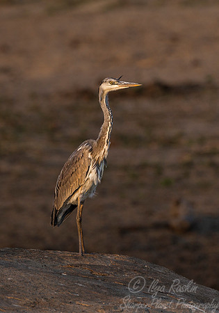 233 Purple Heron (Ardea purpurea) - KNP South Africa