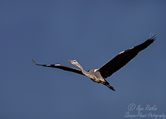 235 Grey Heron (Ardea cinerea) - KNP South Africa