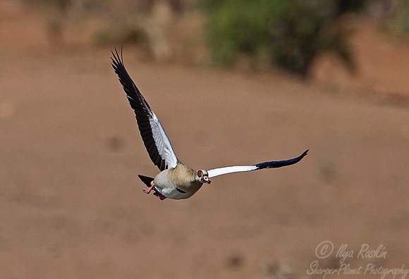 247 Egyptian Goose (Alopochen aegyptiacus) - KNP South Africa