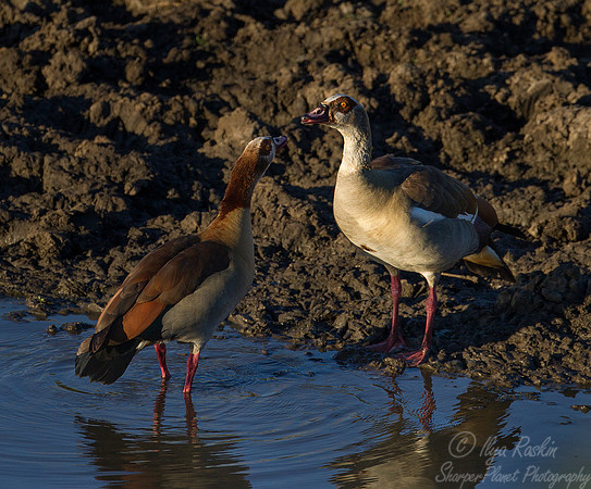 248 Egyptian Geese (Alopochen aegyptiacus) - KNP South Africa
