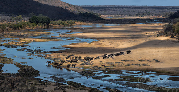 025 African Elephants (Loxodonta africana) - KNP South Africa