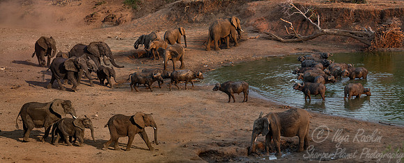 026 African Elephants (Loxodonta africana) - KNP South Africa