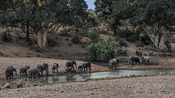028 African Elephants (Loxodonta africana) - KNP South Africa