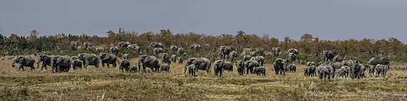 031 African Elephants (Loxodonta africana) - KNP South Africa