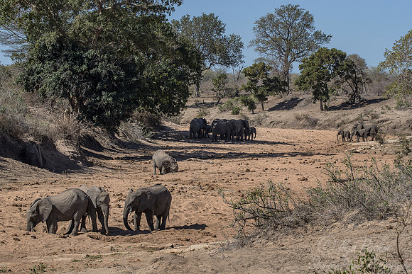 033 African Elephants (Loxodonta africana) - KNP South Africa
