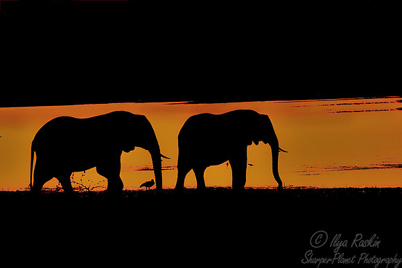 034 African Elephants (Loxodonta africana) - KNP South Africa