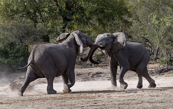 035 African Elephants (Loxodonta africana) - KNP South Africa