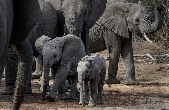 036 African Elephants (Loxodonta africana) - KNP South Africa