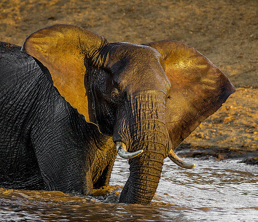 038 African Elephants  (Loxodonta africana) - KNP South Africa