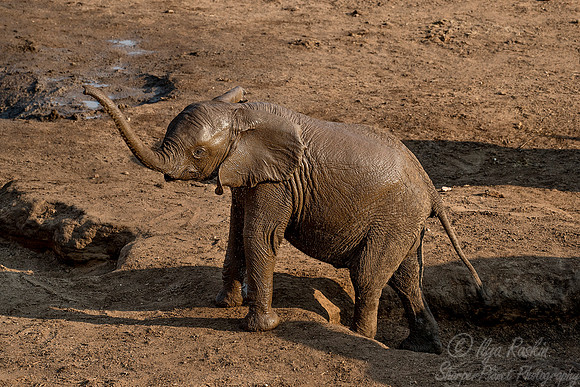 040 African Elephant (Loxodonta africana) - KNP South Africa
