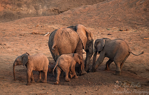 042 African Elephants (Loxodonta africana) - KNP South Africa