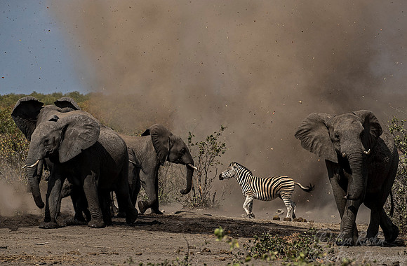 045 African Elephants (Loxodonta africana) - KNP South Africa