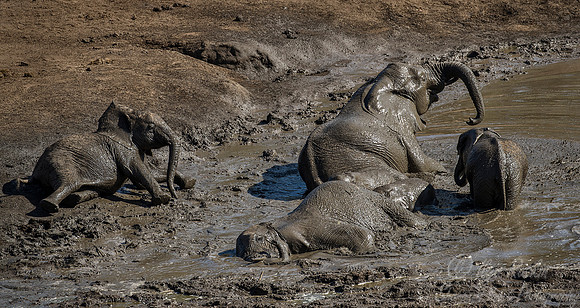 047 African Elephants (Loxodonta africana) - KNP South Africa