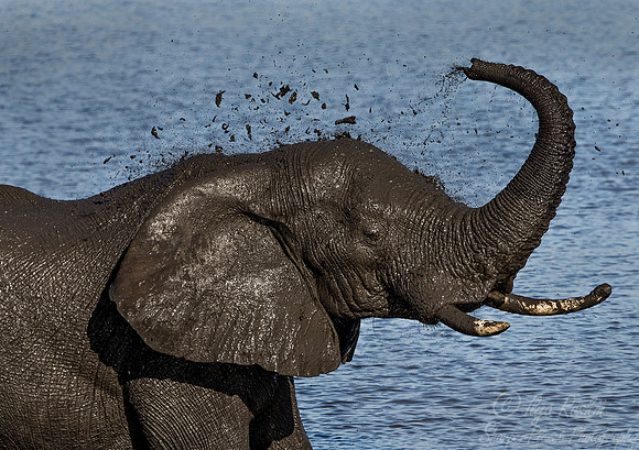 051 African Elephant (Loxodonta africana) - KNP South Africa