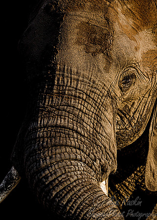 053 African Elephant (Loxodonta africana) - KNP South Africa