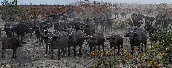 159 Cape or African Buffalo (Syncerus caffer) - KNP South Africa