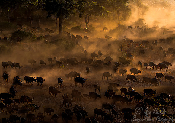 160 Cape or African Buffalo (Syncerus caffer) - KNP South Africa