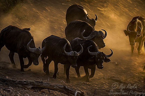 161 Cape or African Buffalo (Syncerus caffer) - KNP South Africa